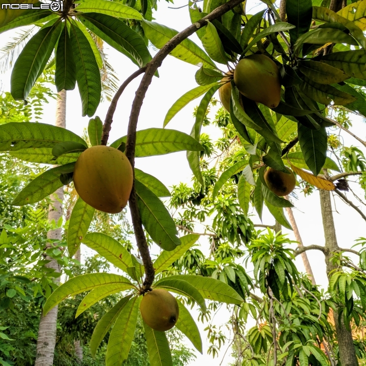 黃荊 蛋黃果 台南市永康區永康公園 10月7號