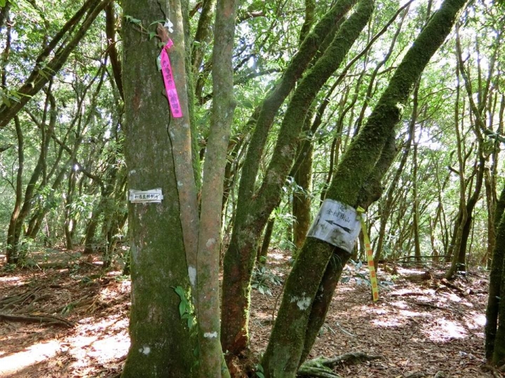 1061023 忘憂森林 金柑樹山 嶺頭山環線縱走