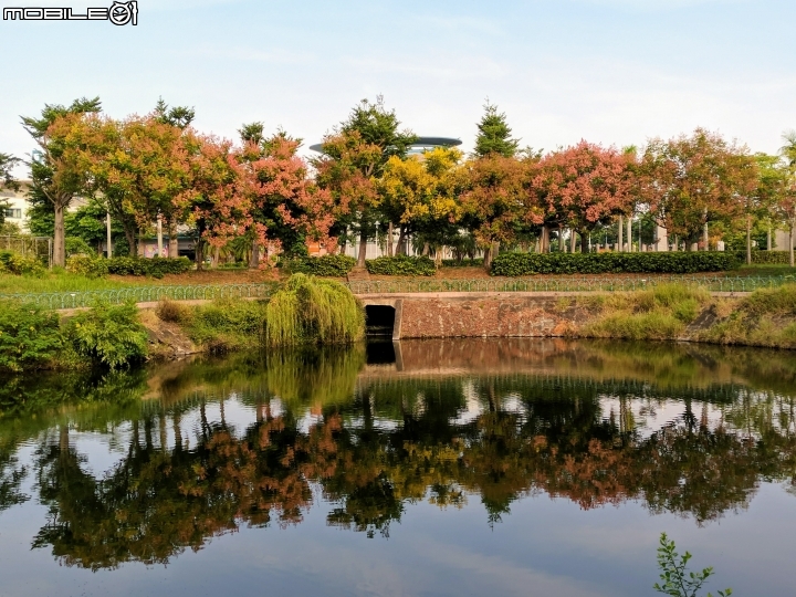 台灣欒樹 美人樹 黃鐘花 台南市德區麗池公園9月30號