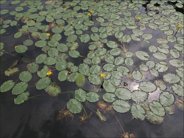 【宜蘭縣員山景點】免費需申請美景如畫的福山植物園