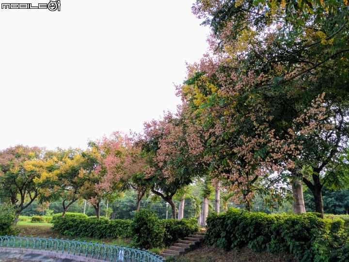 台灣欒樹 美人樹 黃鐘花 台南市德區麗池公園9月30號
