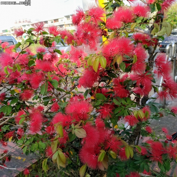 粉撲花 台南市歸仁區歸仁運動公園 10/24