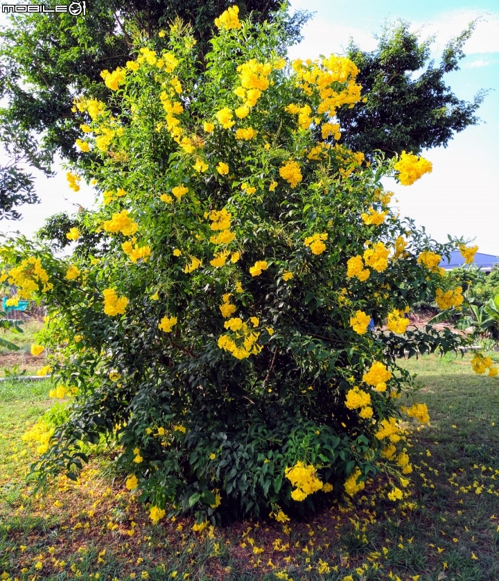 台灣欒樹 美人樹 黃鐘花 台南市德區麗池公園9月30號