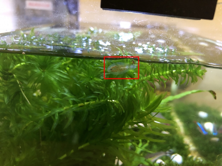 沒看過的水中生物