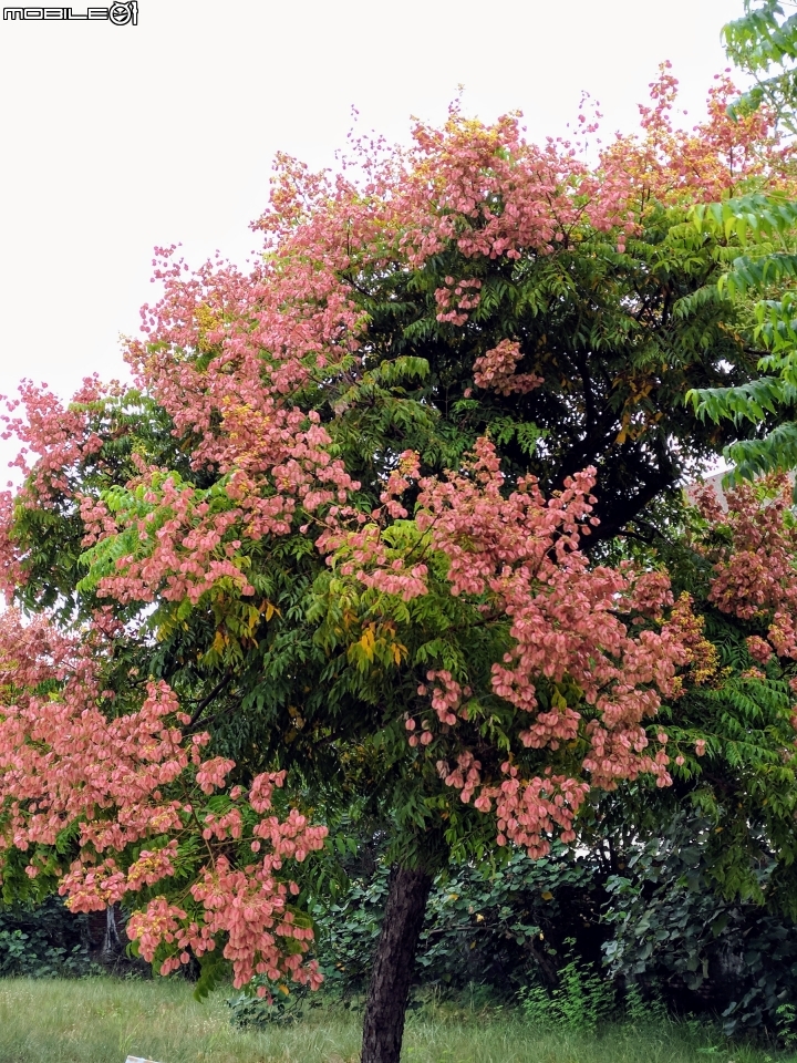 台灣欒樹 蒲葵 台南市安平區城平路 10月8號