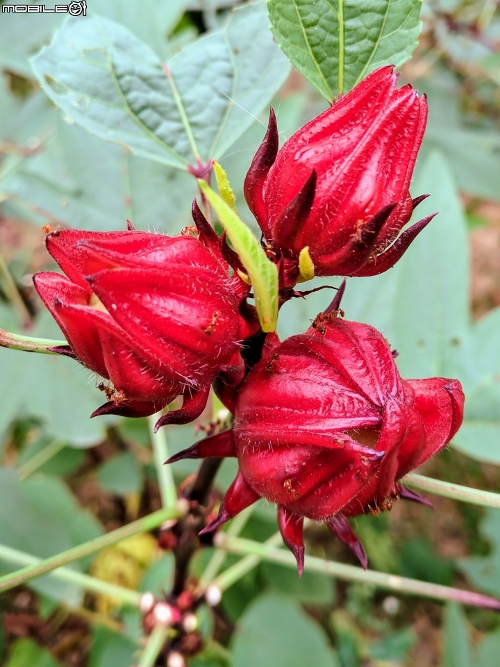洛神花 台南市東區後甲公園10月4號