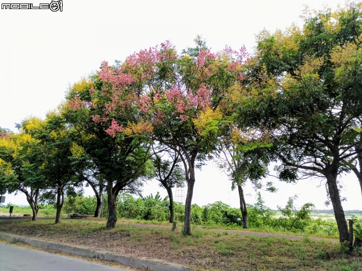 台灣欒樹與芒花 曾文溪岸麻豆段10月01號