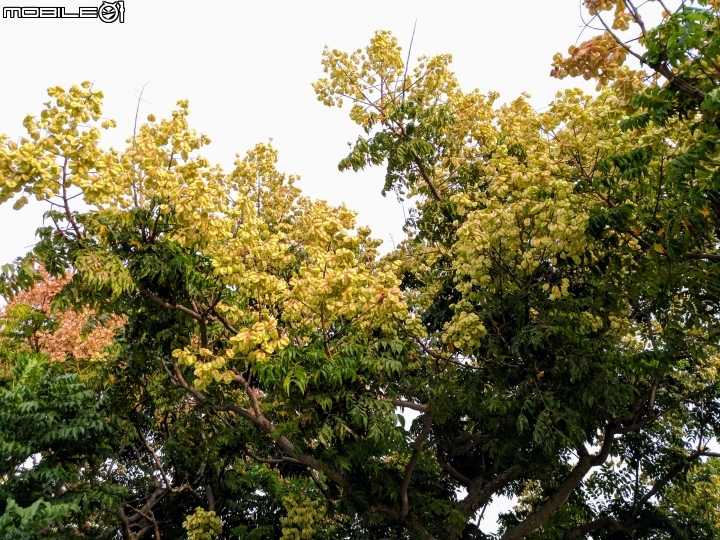台灣欒樹 台南市安平區港濱歷史公園10月4號