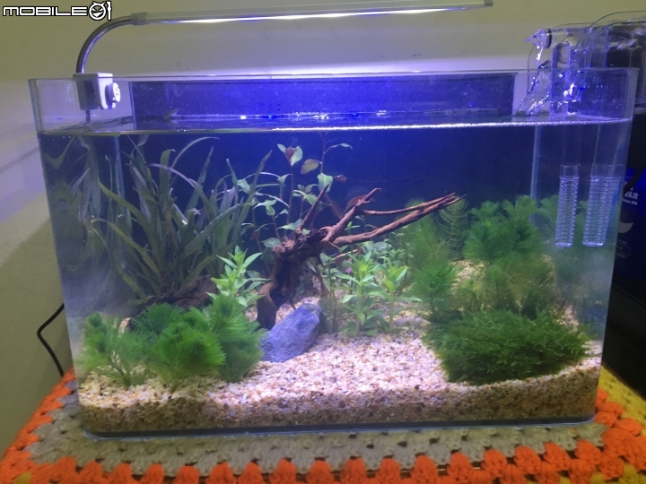 剛設缸水黃