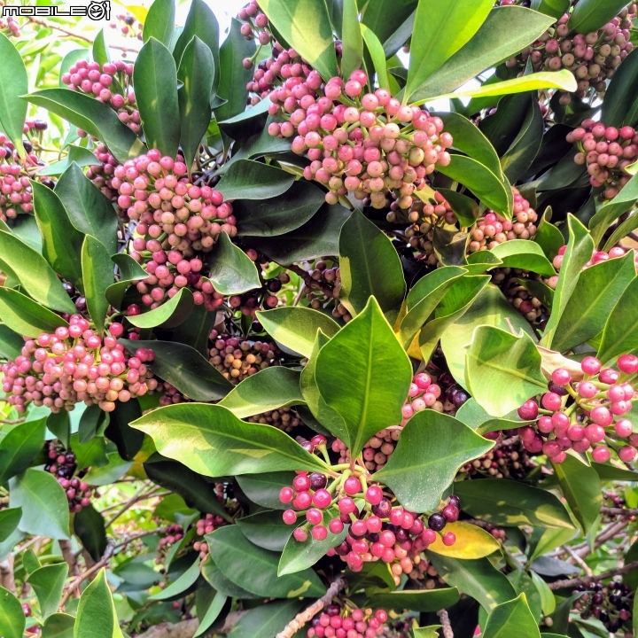 黃荊 蛋黃果 台南市永康區永康公園 10月7號