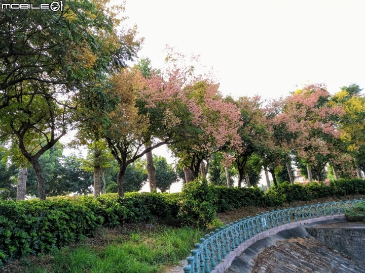 台灣欒樹 美人樹 黃鐘花 台南市德區麗池公園9月30號