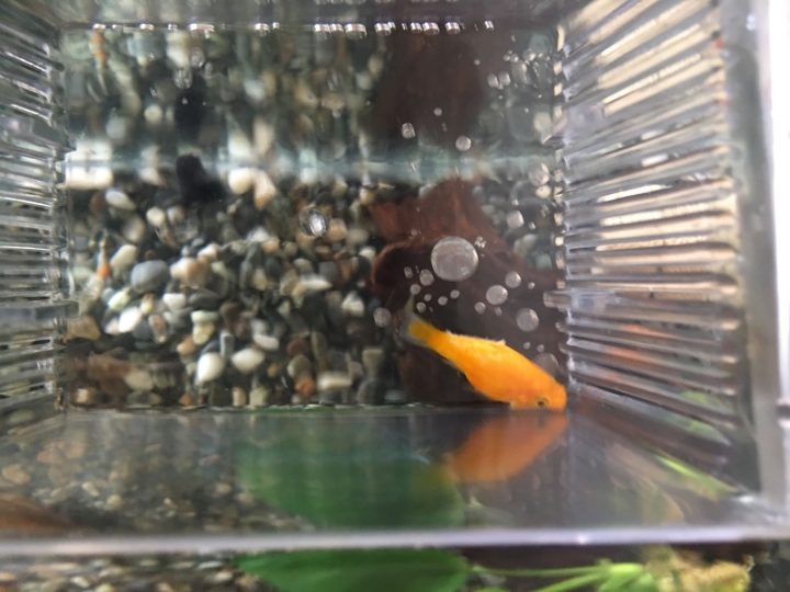 我的球魚我的球魚過了一個晚上...