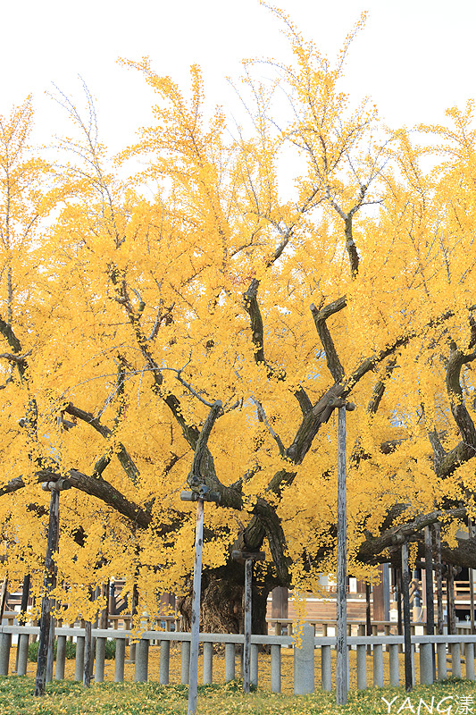 【京都】西本願寺,秋日必看金黃巨大銀杏