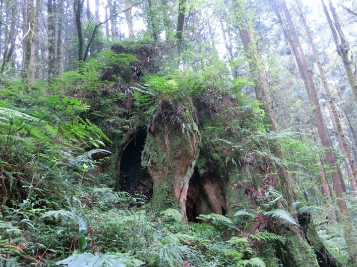 1061023 忘憂森林 金柑樹山 嶺頭山環線縱走