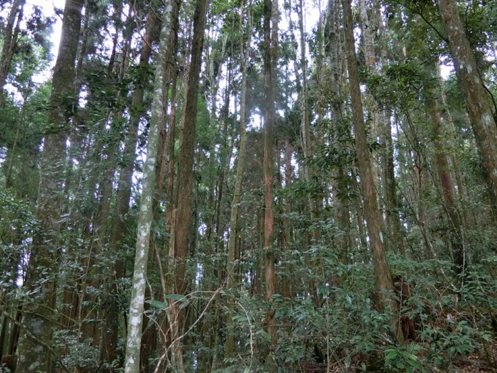 1061023 忘憂森林 金柑樹山 嶺頭山環線縱走
