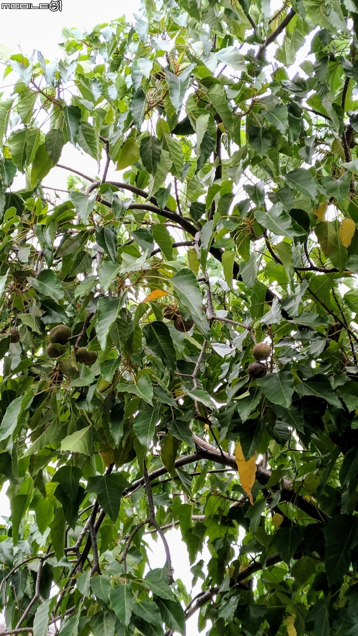 石栗 珊瑚藤 黃槿 胡桐 台南市安平區湖濱水鳥公園10月8號