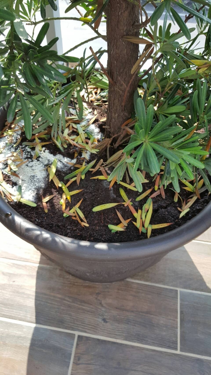 求助-盆栽土壤白色物質