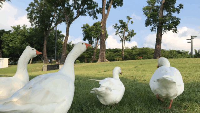 【開箱Ｘ深度體驗】SwiftCam M4三軸穩定器－跟”搖晃"說再見!(動圖多!請耐心等待)