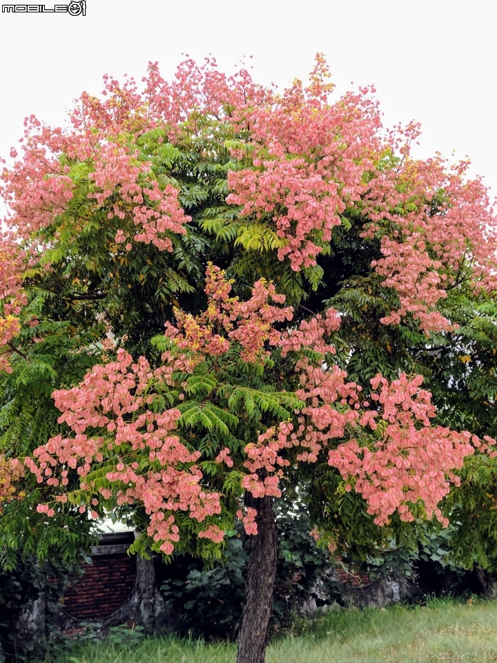 台灣欒樹 蒲葵 台南市安平區城平路 10月8號