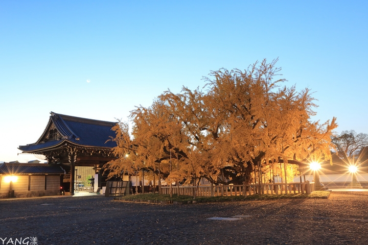 【京都】西本願寺,秋日必看金黃巨大銀杏