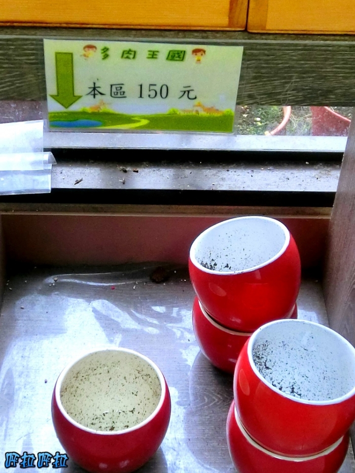 [宜蘭景點]多肉王國-哥插的不是花，是遠離塵囂的浪漫(近羅東夜市、室內景點)
