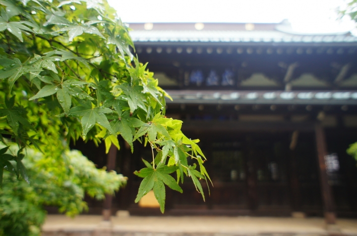 【玩】 日本 東京/世田谷 豪徳寺 - 招財貓起源地
