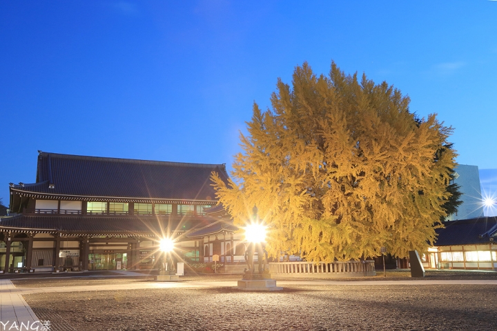【京都】西本願寺,秋日必看金黃巨大銀杏