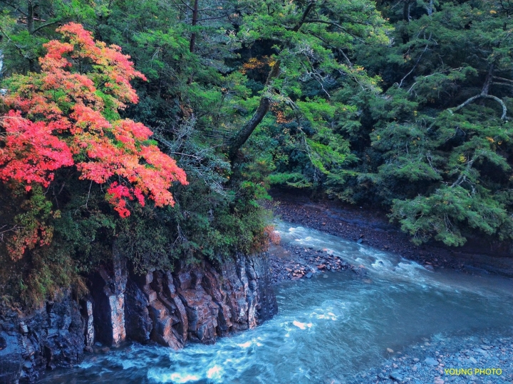 戀戀武陵楓葉情---深秋的武陵農場