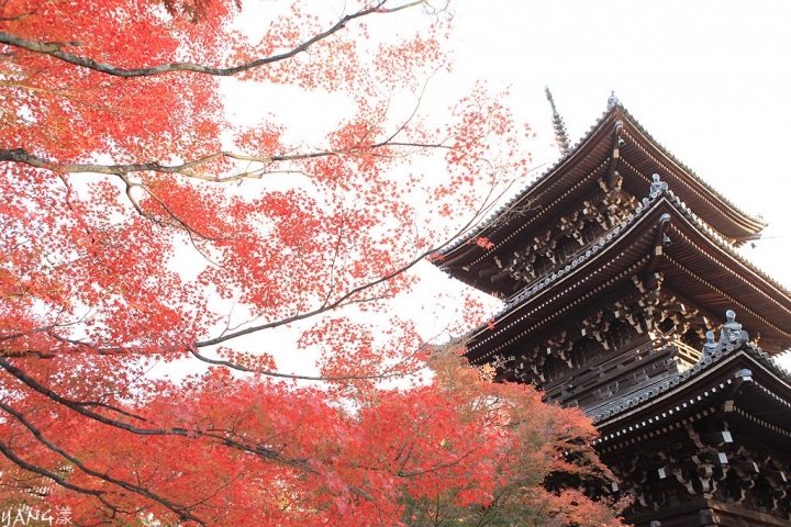 【京都】真如堂（真正極楽寺），京都賞紅葉的免費好景點