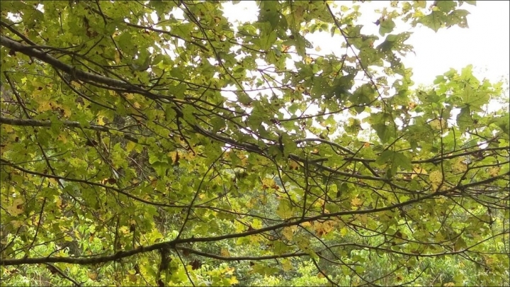 【宜蘭縣員山景點】免費需申請美景如畫的福山植物園