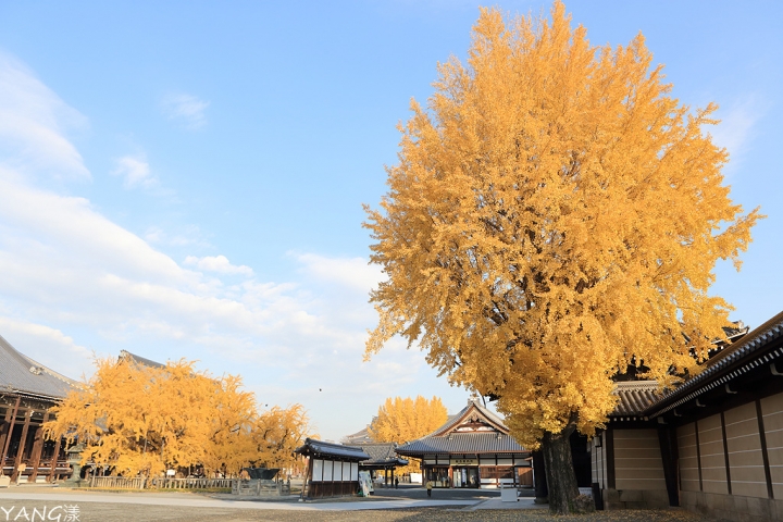【京都】西本願寺,秋日必看金黃巨大銀杏