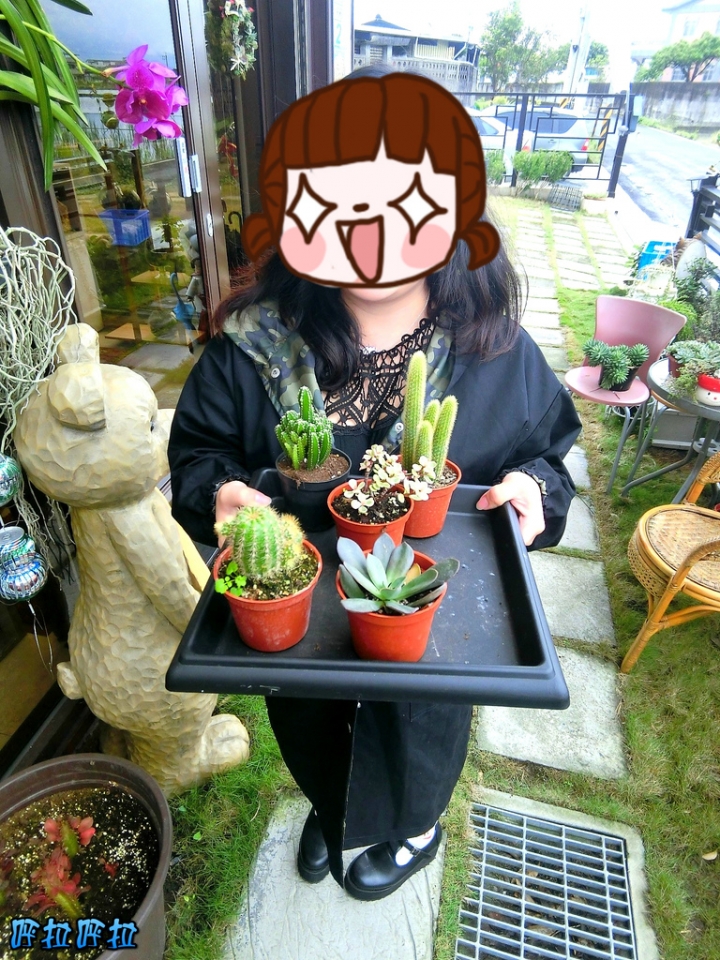 [宜蘭景點]多肉王國-哥插的不是花，是遠離塵囂的浪漫(近羅東夜市、室內景點)