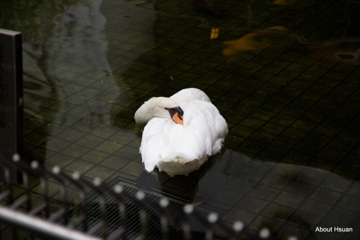 京都行-烏丸、三井三條花園、頂法寺、八坂神社