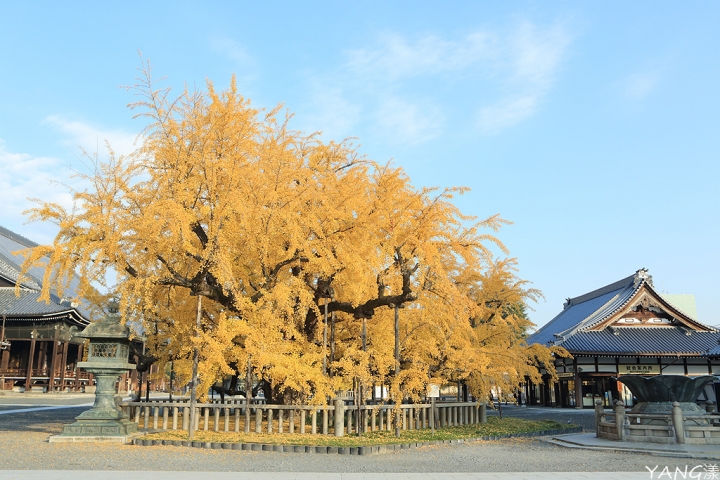【京都】西本願寺,秋日必看金黃巨大銀杏