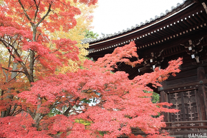【京都】真如堂（真正極楽寺），京都賞紅葉的免費好景點