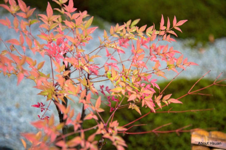 京都自由行-伏見稻荷大社、和服體驗、清水寺