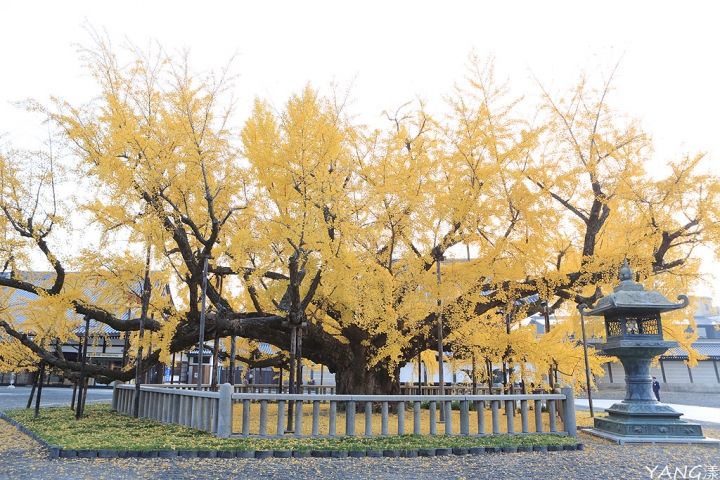 【京都】西本願寺,秋日必看金黃巨大銀杏