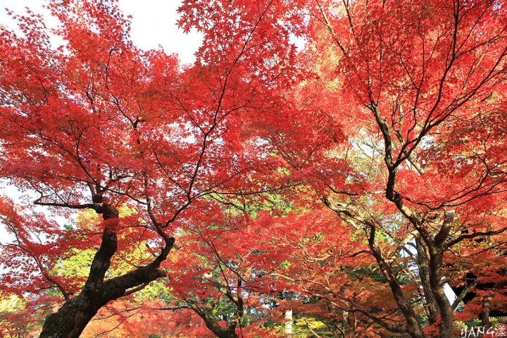 【京都】真如堂（真正極楽寺），京都賞紅葉的免費好景點