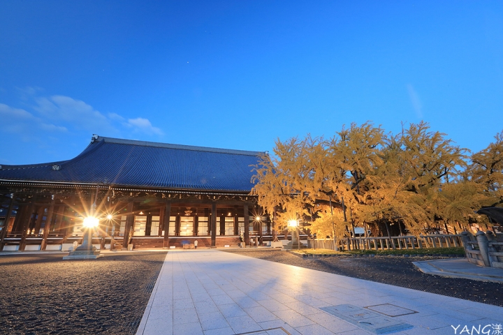 【京都】西本願寺,秋日必看金黃巨大銀杏