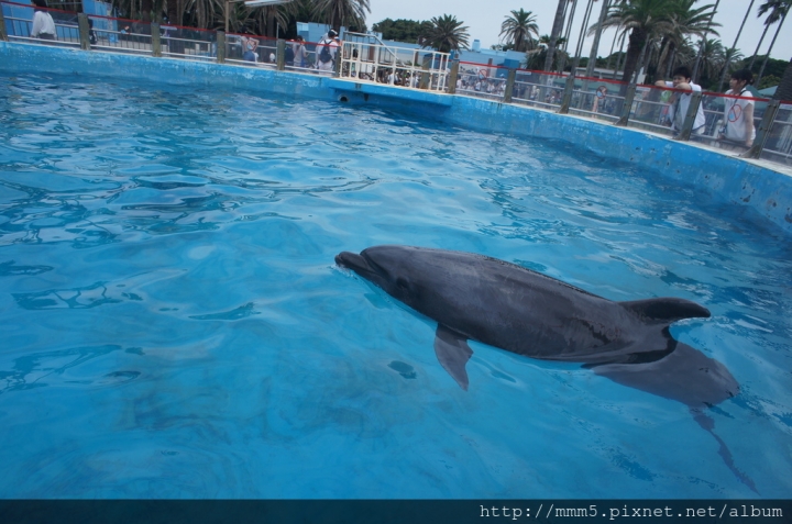 【玩】日本 神奈川/三浦半島一日遊-京急三崎鮪魚一日套票(みさきまぐろきっぷ)