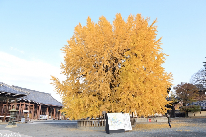 【京都】西本願寺,秋日必看金黃巨大銀杏