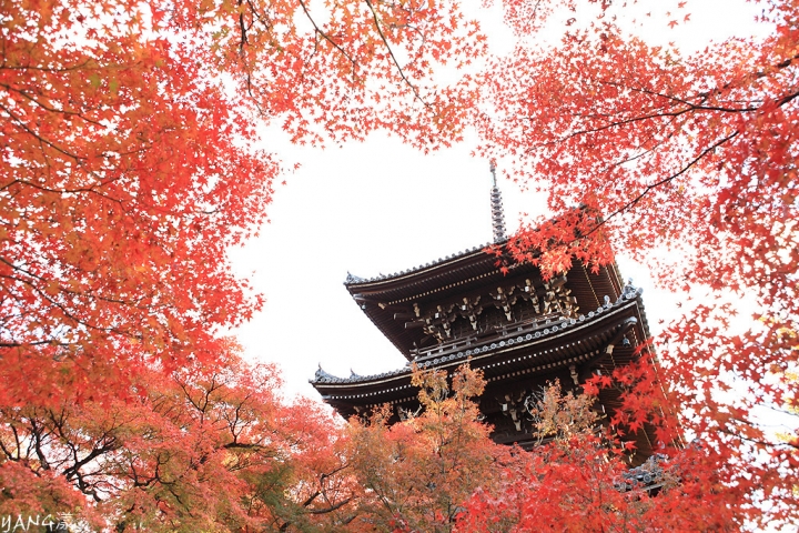 【京都】真如堂（真正極楽寺），京都賞紅葉的免費好景點