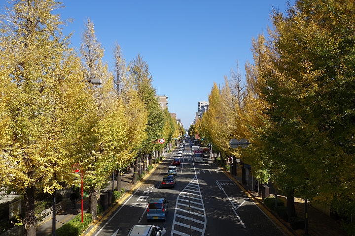 【東京】八王子甲州街道，東京都內長達4.2公里的銀杏大道