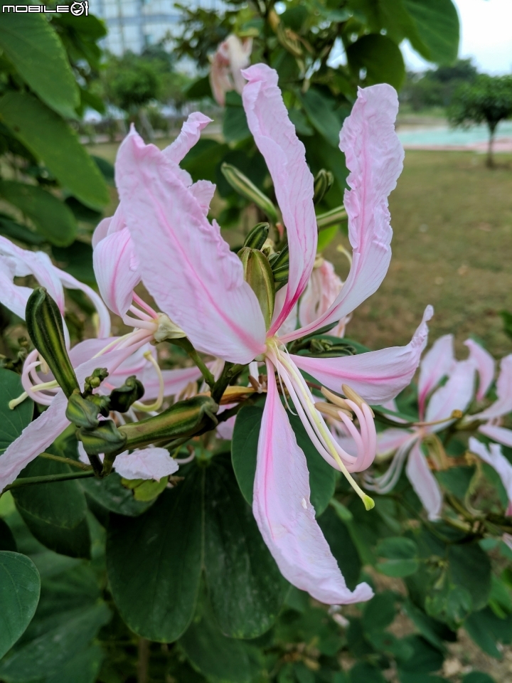 朱槿 紫荊 黃鐘花 台南市永康區忠孝運動公園 11月12號