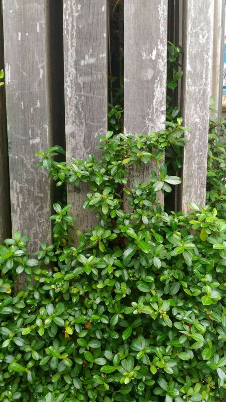 請問這是什麼植物？