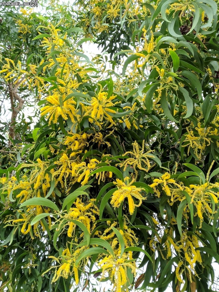 耳莢相思樹 台南市仁德區二仁溪舊橋附近11月11號
