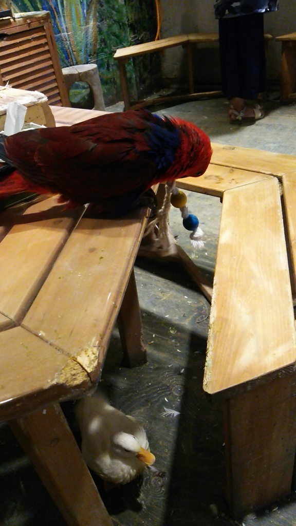 【玩】日本 東京/淺草 鳥のいるカフェ(有鳥在的 CAFÉ)