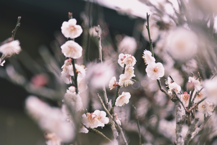 [D750] 京都慢慢走_圖多後製