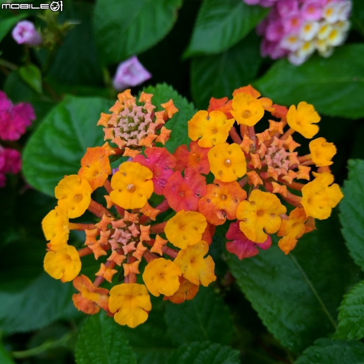 馬櫻丹 高雄市路竹區路竹公園11月11號