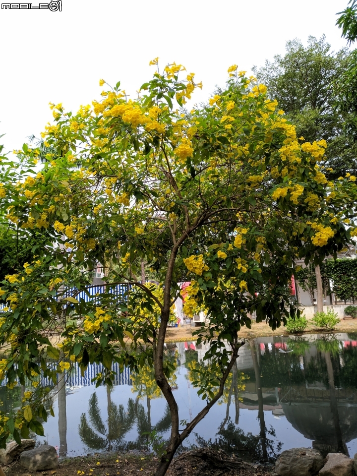 黃鐘花 台南市南區藝術轉角 11月5號